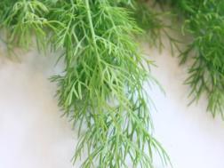 Picture of: Fresh Dill leaves